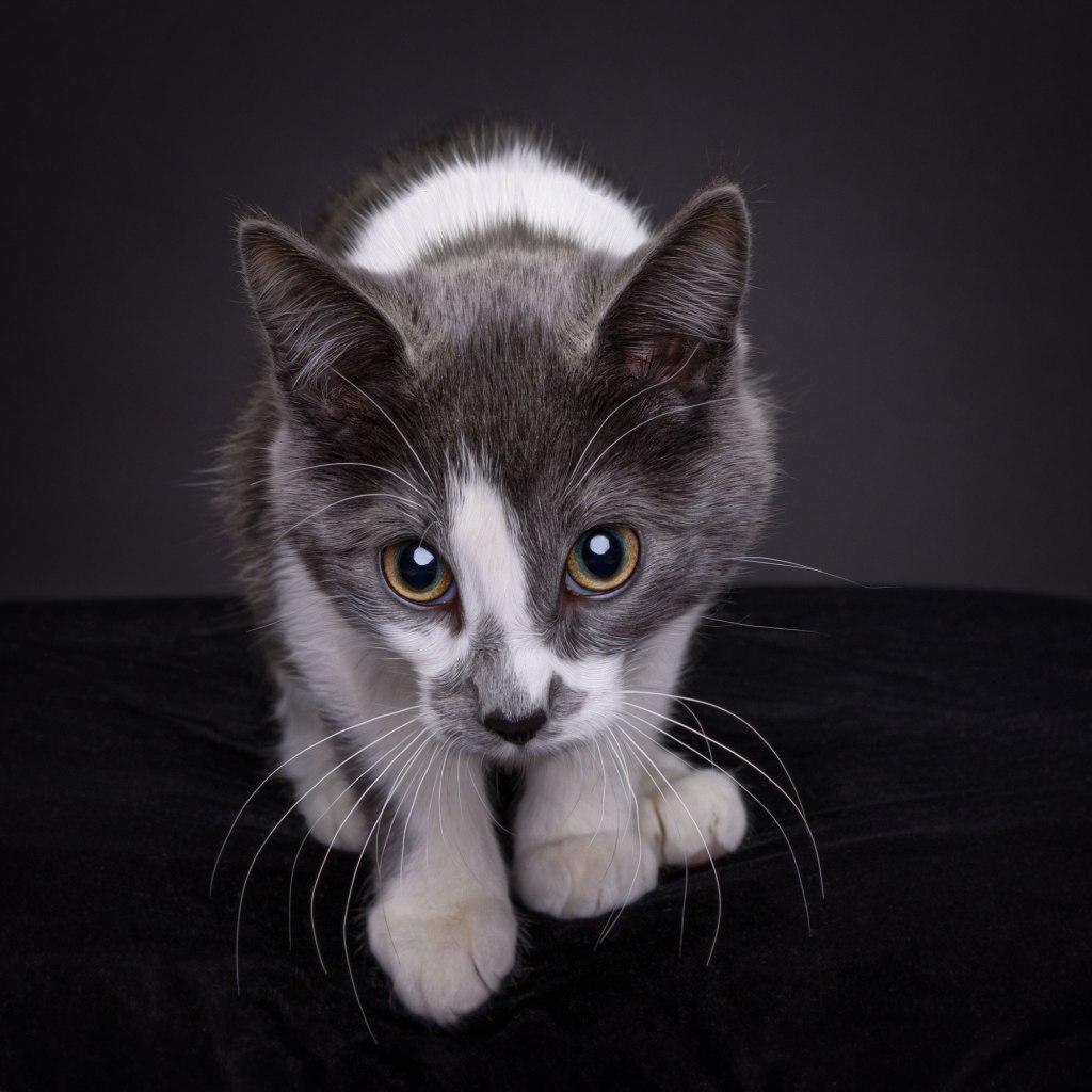 Grey and white kitten sitting looking ready to pounce. Photographed on a dark background. Part of a photographic portfolio.