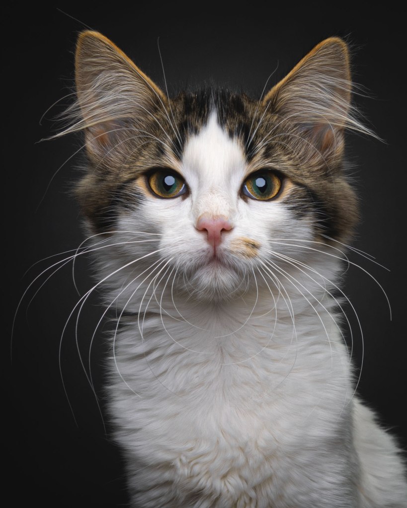 Portrait of the head of a brown, black and white kitten facing forward and staring into the camera. Part of a photographic portfolio.