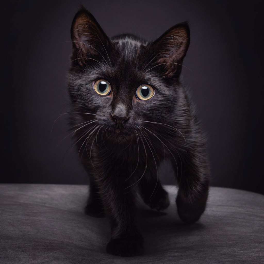 Full body photograph of a black kitten on a dark background walking towards the camera. Part of a photographic portfolio.