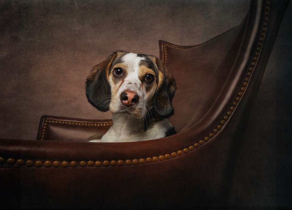 Beagle mix dog sitting on a leather chair photographed from the side. Part of a photographic portfolio.