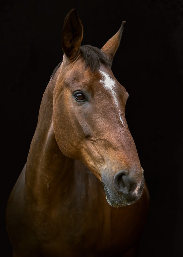 Bay warmblood horse portrait with a black background. Part of a photographic portfolio.