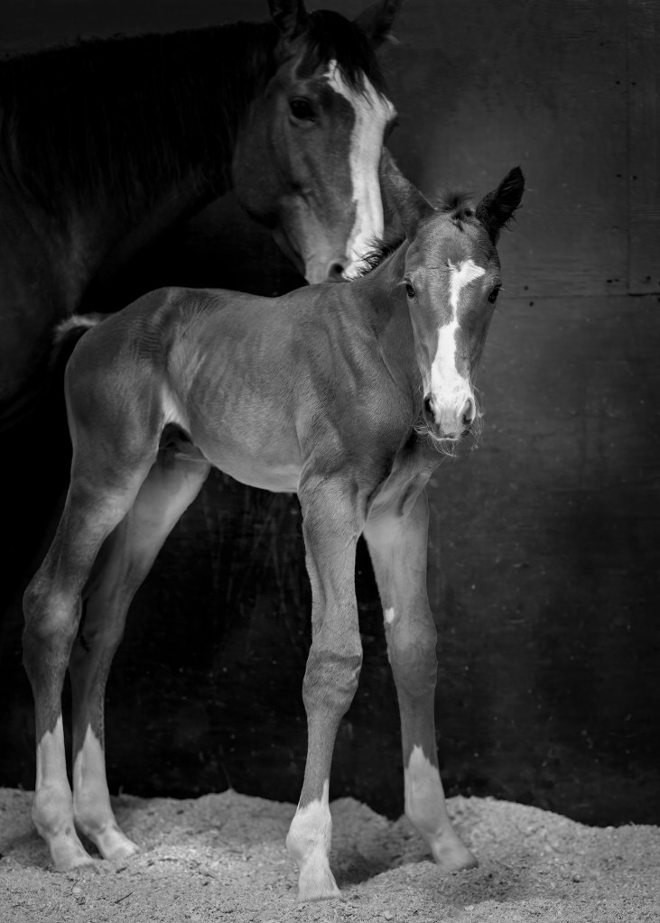 Newborn foal standing in stall with its mother behind it. Part of a photographic portfolio.