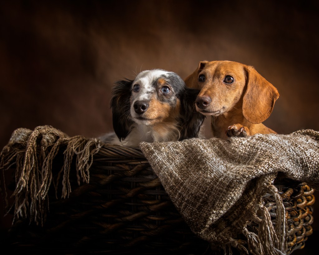 Two miniature dachshunds sitting in a basket. Photographed on a brown and black background. Part of a photographic portfolio.