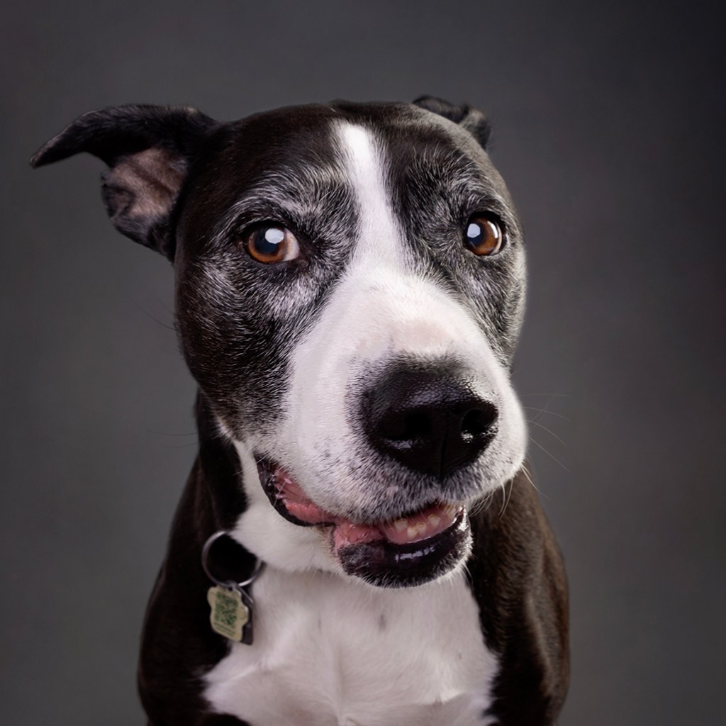 Face and chest photograph of a black and white dog with ears back on a grey background,. Part of a photographic portfolio.