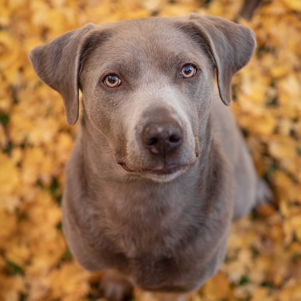 Image of photographers silver Labrador dog and namesake of the company.