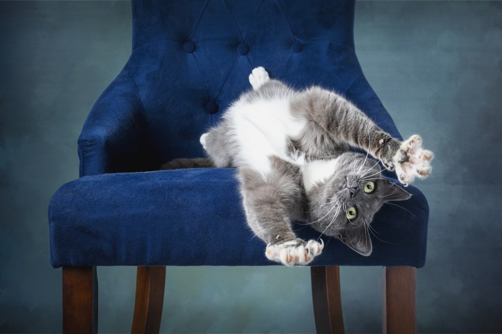 Grey and white kitten hanging off a blue chair with claws out in a studio setting
