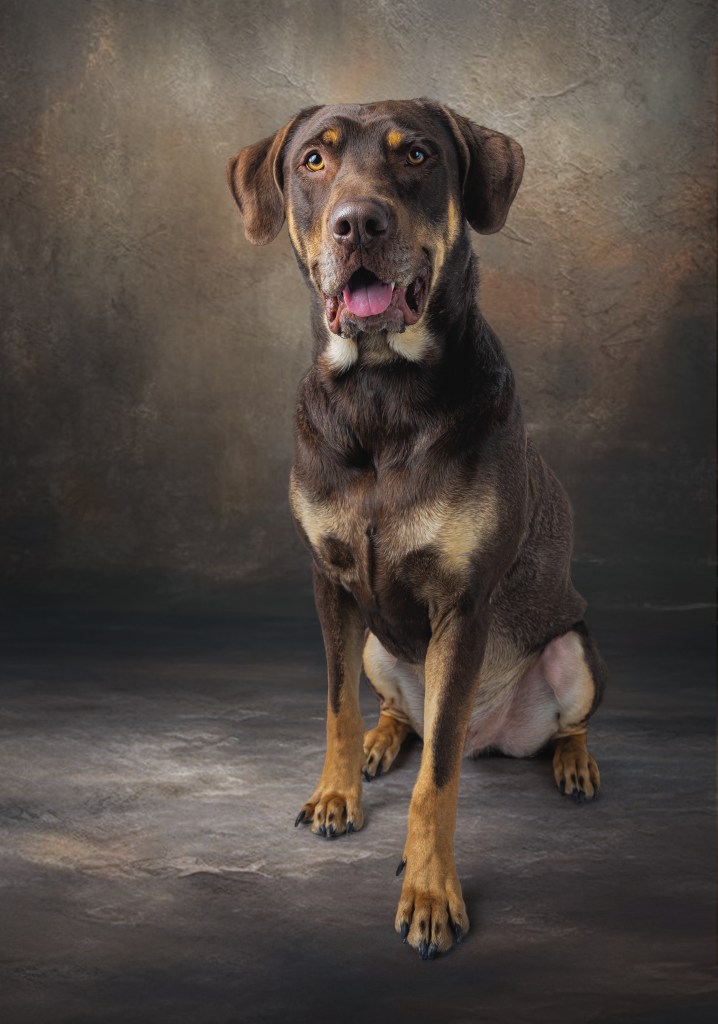 Studio image of a sitting multi-colored large dog posing on a studio backdrop
